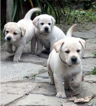 Running pups